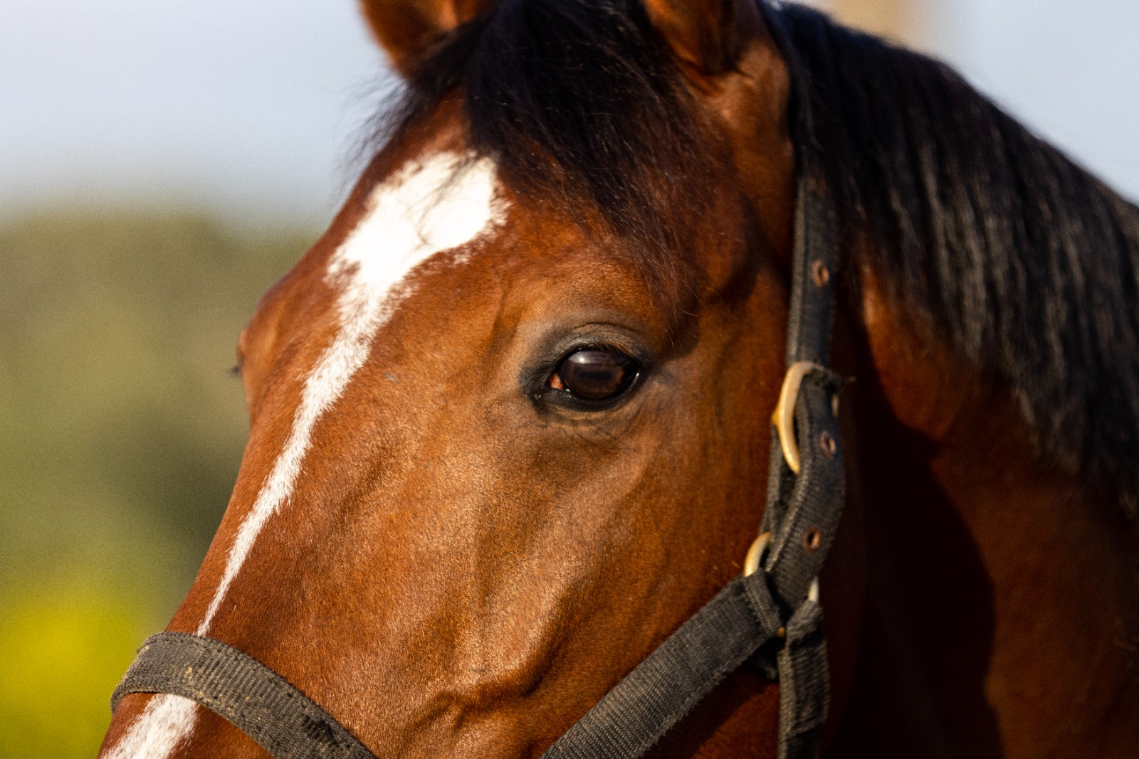 Inscrições abertas para curso piloto de Stable Manager