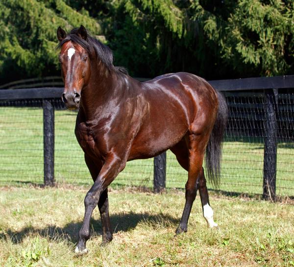 Fixe este nome: Fusaichi Pegasus