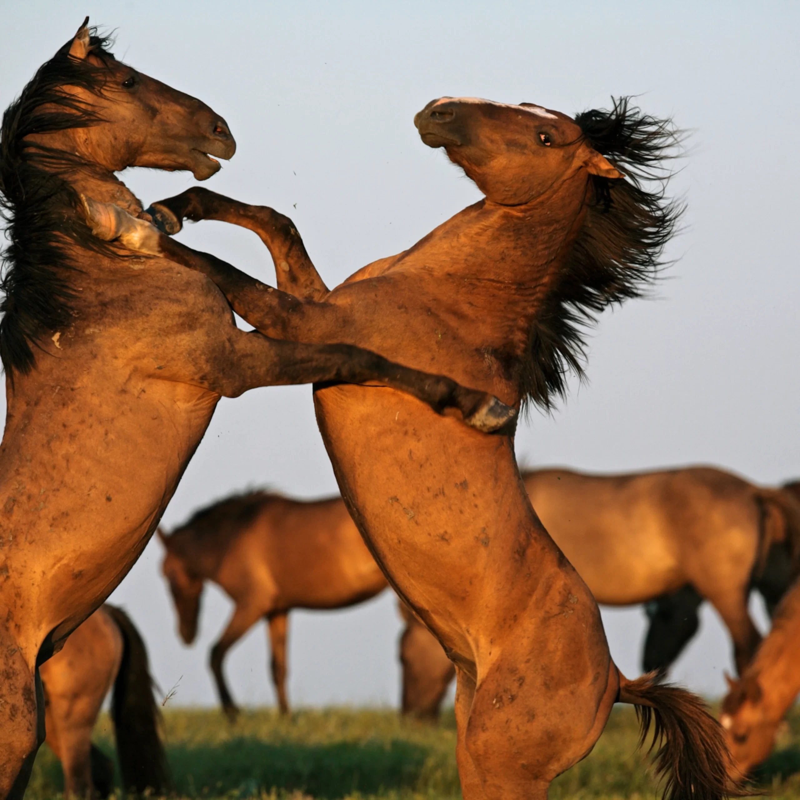 Mustang, a raça selvagem
