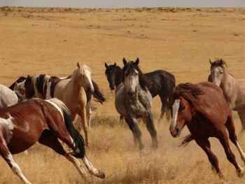 Quanto vale a economia do cavalo nos EUA?