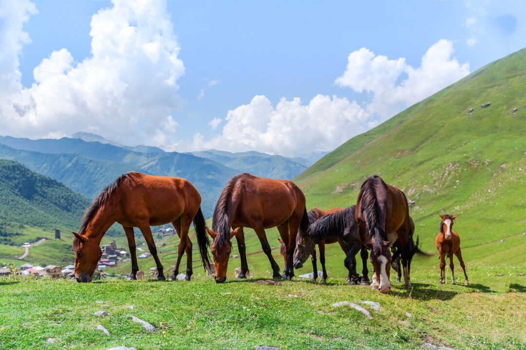 No Brasil, economia do cavalo movimenta mais de 3 bilhões de reais por ano