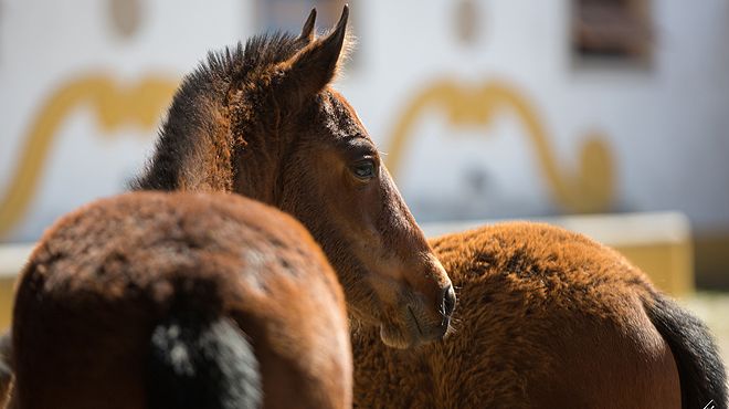 Horse Business Ideas, um concurso que premeia inovação e criação de postos de trabalho