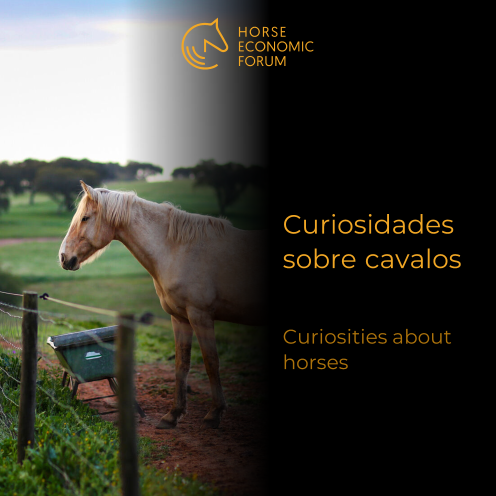 Raças de Cavalo: a Diversidade