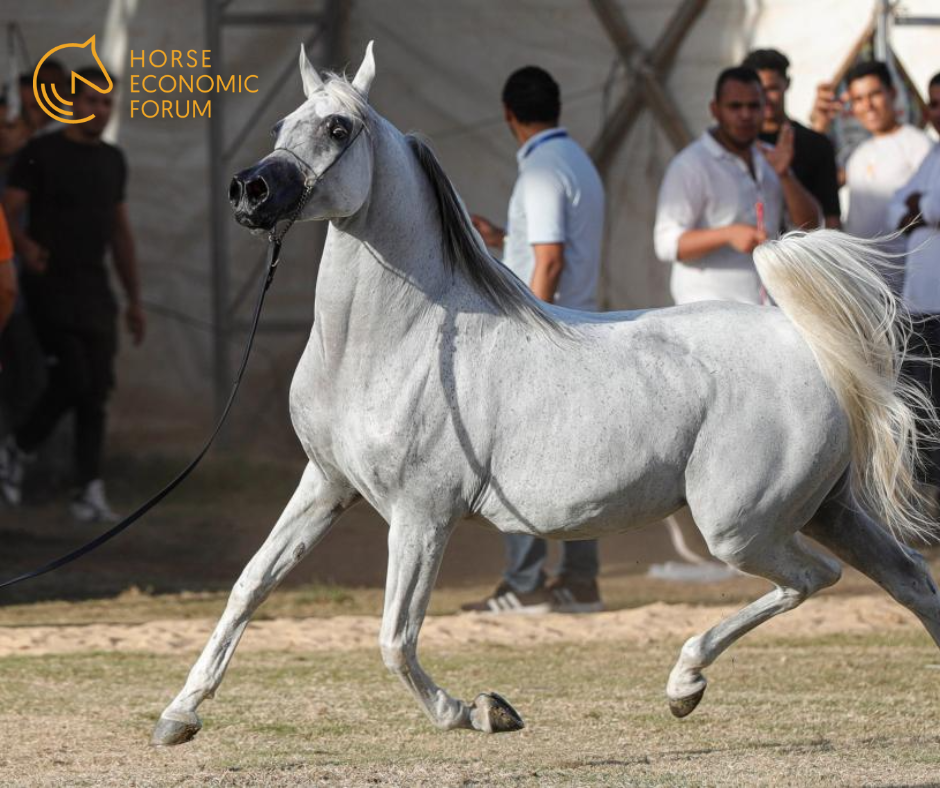 Sharqia Arabian Horses Festival 2025