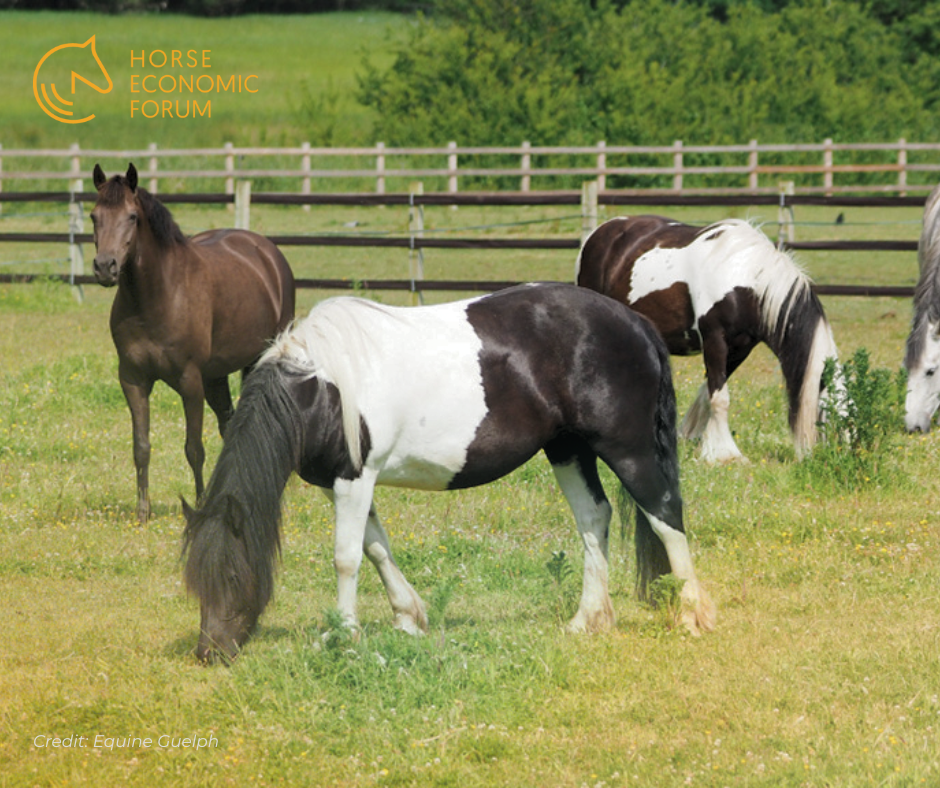 Inquérito retrata as condições dos cavalos de escola no Canadá