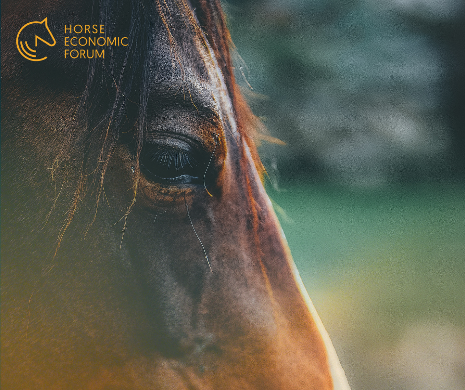 Comportamento indesejado ou manifestação de dor?