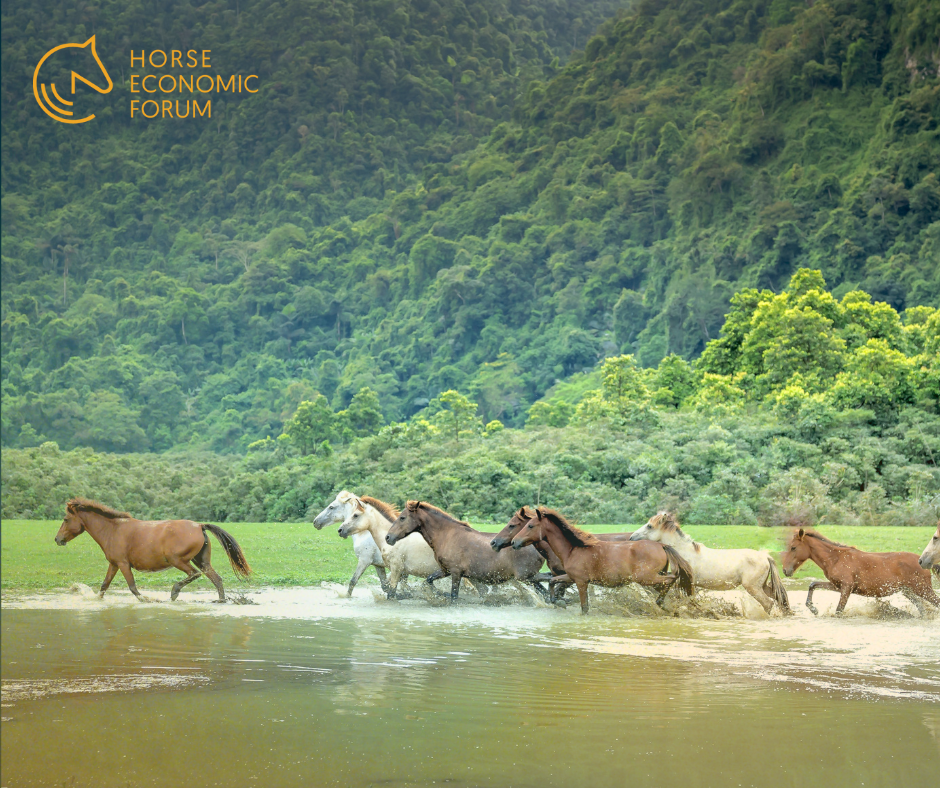 World Horse Day celebrado em Ulaanbaatar com evento dedicado ao cavalo