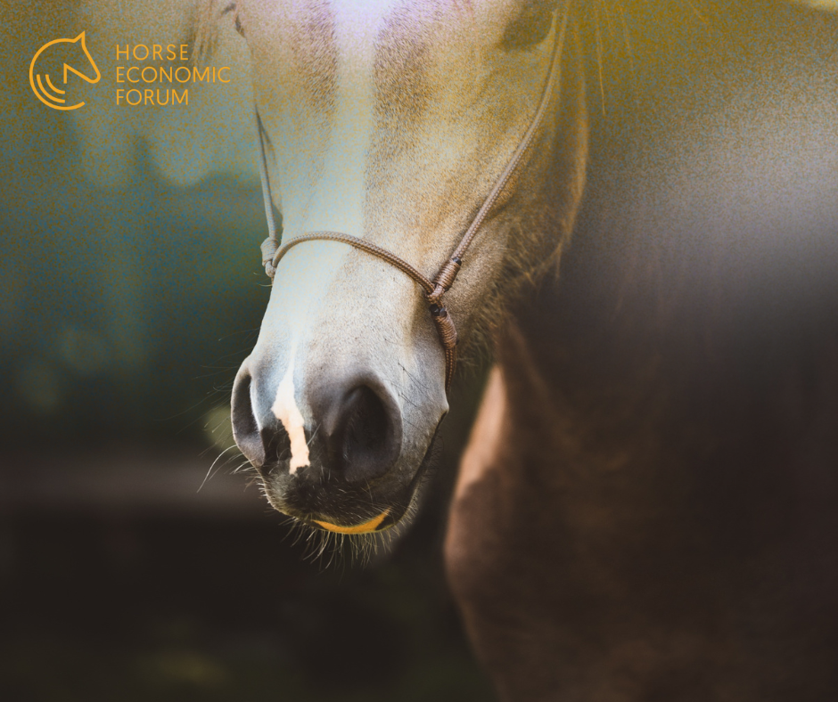 Estudo revela que os cavalos percebem emoções humanas