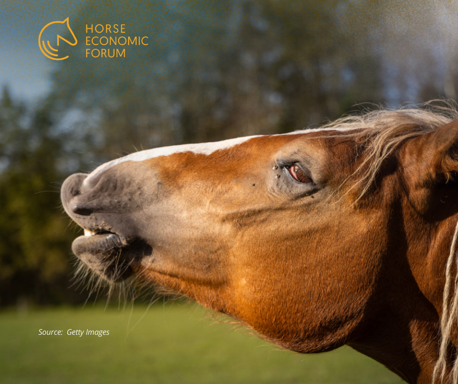Estudo revela mecanismo complexo por trás do relincho dos cavalos