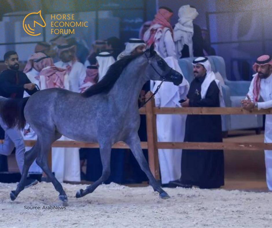 Festival internacional de beleza de cavalos árabes decorre em Al-Ahsa