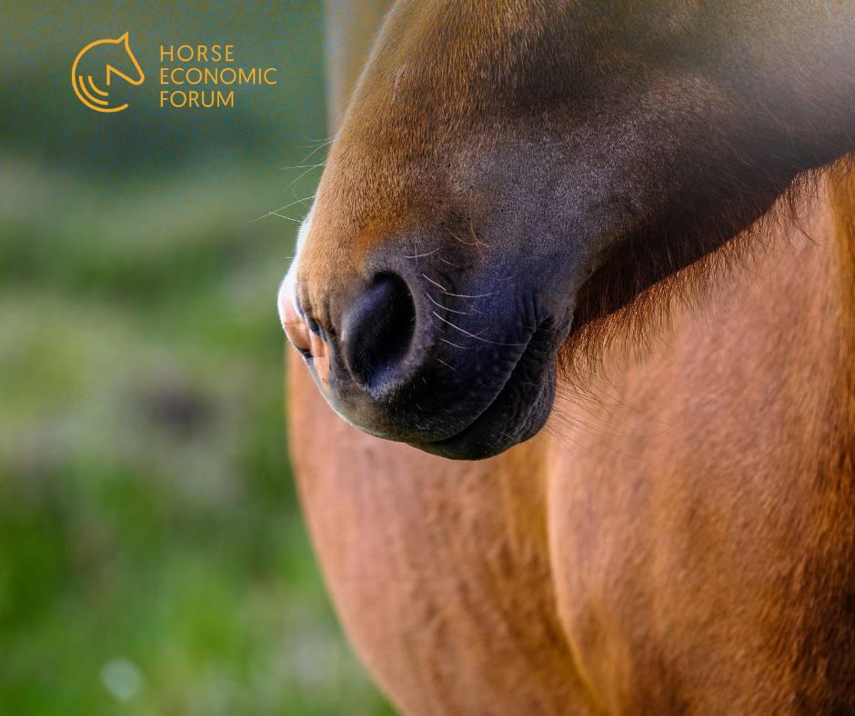 Irlanda e Irlanda do Norte avançam com abordagem conjunta para rastreabilidade equina