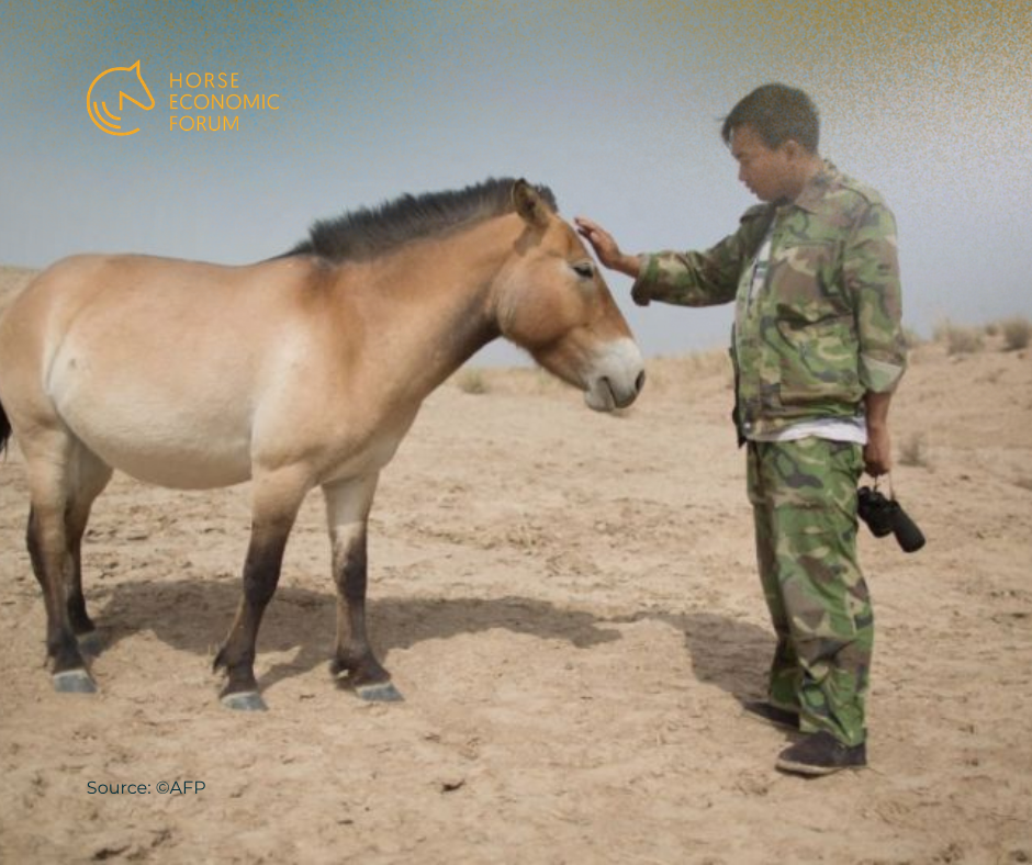 População do cavalo de Przewalski ultrapassa 900 na China