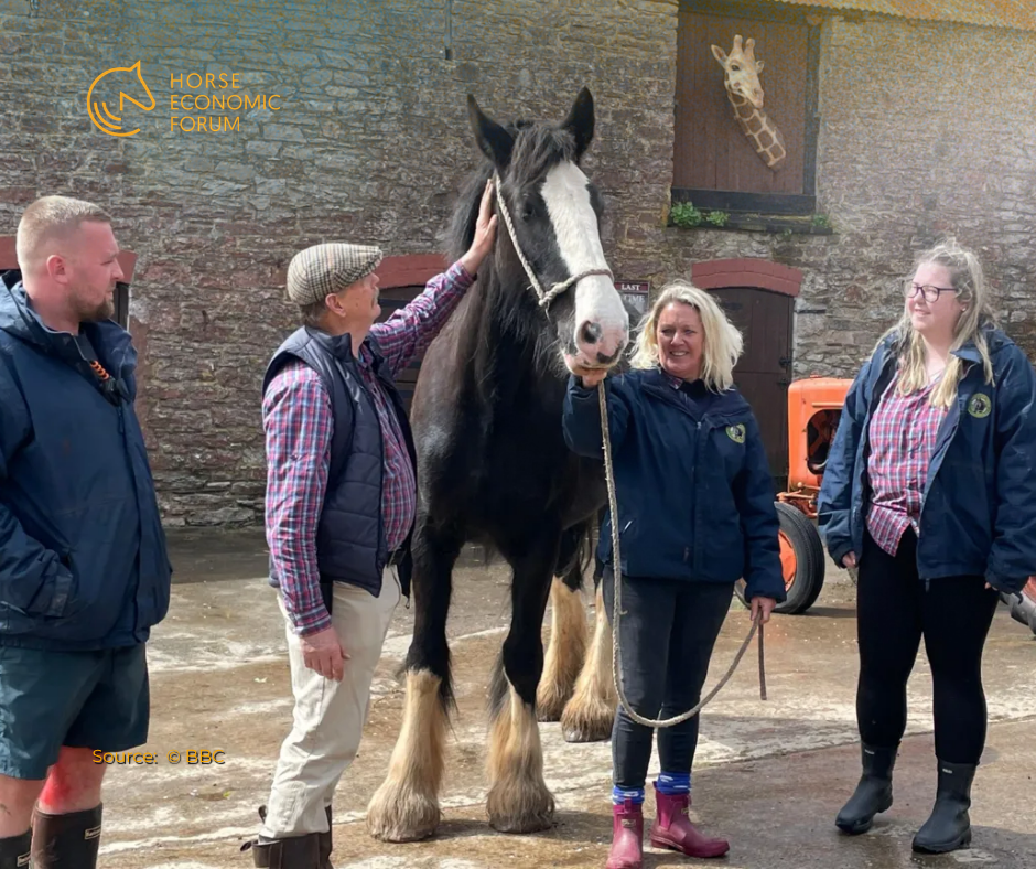 Centro de cavalos Shire reabre no Reino Unido após mais de duas décadas