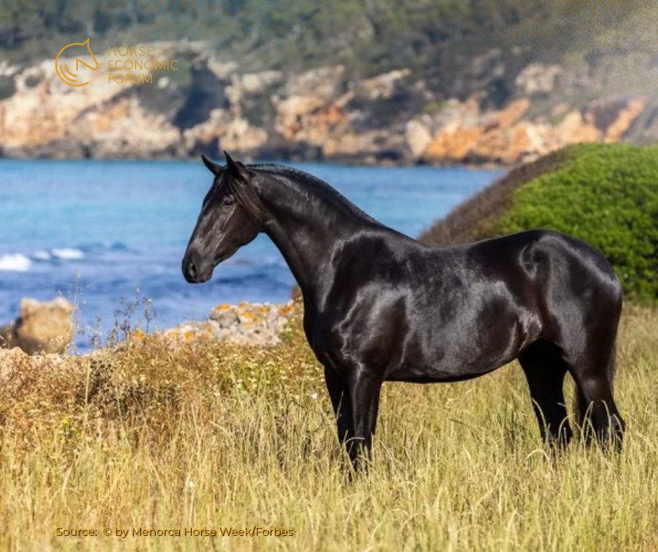 Menorca Horse Week estreia-se como montra internacional do cavalo Menorquino